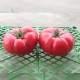 Сапфир F1 (1625 F1) семена томата индет. раннего 95-100 дн. окр. 250-280 гр. роз. (Spark Seeds)