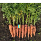 Ниндзя F1 семена моркови Курода средней 105-110 дн. 20-25 см (Spark Seeds)