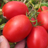 Пьетра Росса F1 семена томата дет. (Clause)