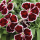 Диана F1 кримсон биколор семена гвоздики китайской 20-25см (Hem Genetics)