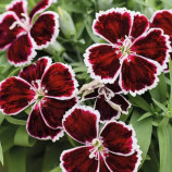 Діана F1 крімсон біколор насіння гвоздики китайської 20-25см (Hem Genetics)