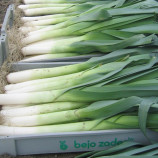 лук порей колумбус