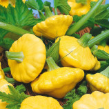 Сани Делайт F1 семена патиссона раннего 40-45 дн. желтого (Seminis)