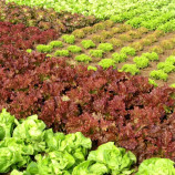 Росела насіння салату тип Батавія раннього 50-55 дн. червоного (Moravoseed)