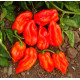 Перець гіркий Хабахот F1