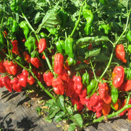 Хабахот F1 семена перца горького тип Хабанеро 15-18 гр. 5-6 см зел./красн. (United Genetics)