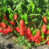 Перець гіркий Хабахот F1