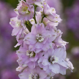 Дельфиниум Магический Фонтан F1 черри с белым глазком