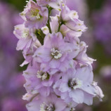 Дельфініум Магічний Фонтан F1 черрі з білим вічком