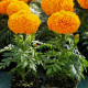 Дискавери F1 оранжевые (Orange) семена бархатцев однол. 20-25см (Benary)