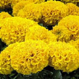 Чорнобривці Дискавері F1 жовті (yellow)