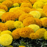 Чорнобривці Дискавері F1 суміш (mix)