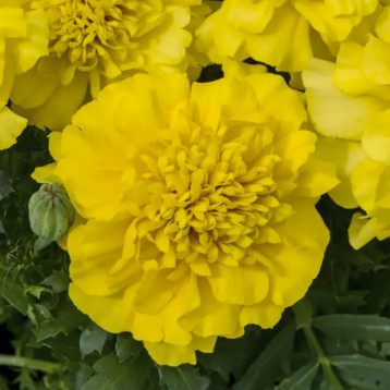 Бархатцы Супер герой желтые (yellow)