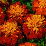 Бархатцы Супер герой Гармония