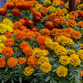 Чорнобривці розлогі Супер герой суміш