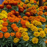 Бархатцы раскидистые Супер герой смесь 