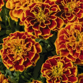 Чорнобривці Супер герой оранж флейм 