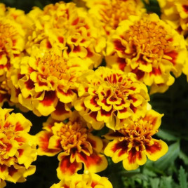 Чорнобривці Сафарі єлоу фаєр