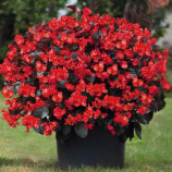 Бегонія Біг Делюкс (Big DeLuxxe) F1 червона з бронзовим листом 