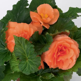 Бегония Нонстоп F1 deep salmon