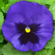 Сапфир синий семена виолы виттрока (Hem Genetics)