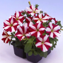 Петуния Ламбада красная звезда (red star)