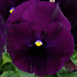 Насіння віоли Матрикс F1 пурпурний вітроока (Pan American)