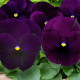 Насіння віоли Матрикс F1 пурпурний вітроока (Pan American)