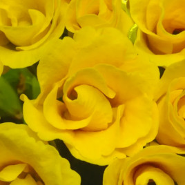 Примула Примлет F1 золотистая (gold)