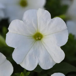 Мираж F1 белая семена петунии мультифлора (Pan American)