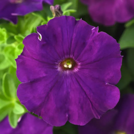 Петуния Мираж F1 пурпурная (purple)