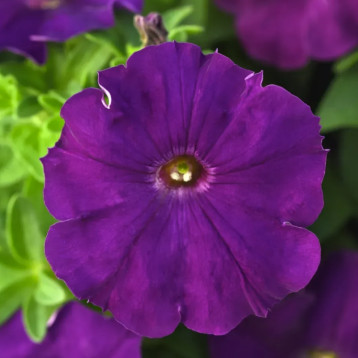 Петунія Міраж F1 пурпурна (purple)