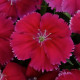 Гвоздика китайская Корона F1 вишнево-красная (Corona Cherry Red)