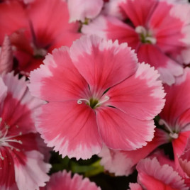 Гвоздика китайська Корона F1 полунична (Corona Strawberry)