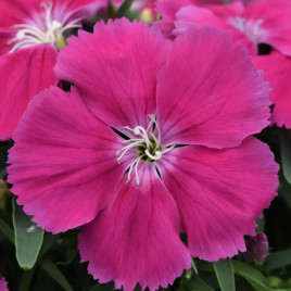 Гвоздика китайська Корона F1 рожева (Corona F1 Rose)