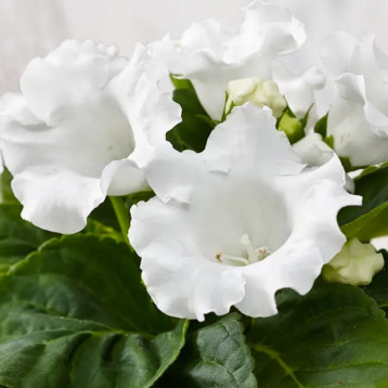 Глоксинія Аванті F1 біла (White)