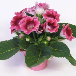 Глоксиния Аванти F1 персиково-розовая (peach pink)