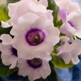 Аванти F1 светло-фиолетовая семена глоксинии (Sakata)