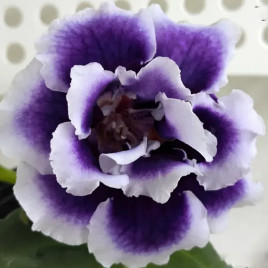 Глоксиния Брокад F1 сине-белая махровая
