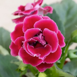 Глоксиния Брокада F1 красная (Red) махровая