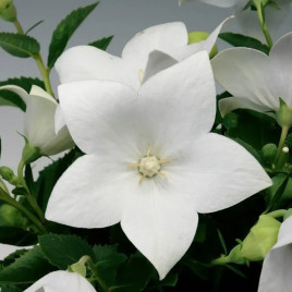 Платикодон Астра F1 белый (white)