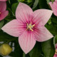 Платикодон Астра F1 розовый (pink)