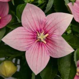 Платикодон Астра F1 розовый (pink)