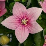 Платикодон Астра F1 розовый (pink)