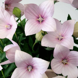 Платикодон Астра F1 светло-розовый Light Pink