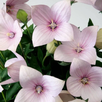Платикодон Астра F1 світло-рожевий Light Pink