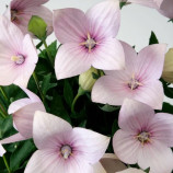 Платикодон Астра F1 светло-розовый Light Pink