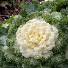 Нагойя F1 белая семена капусты декоративной (Sakata)