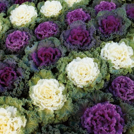 Нагойя смесь семена капусты декоративной (Sakata)