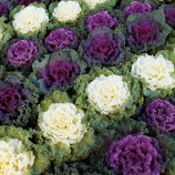 Капуста декоративная Нагойя смесь